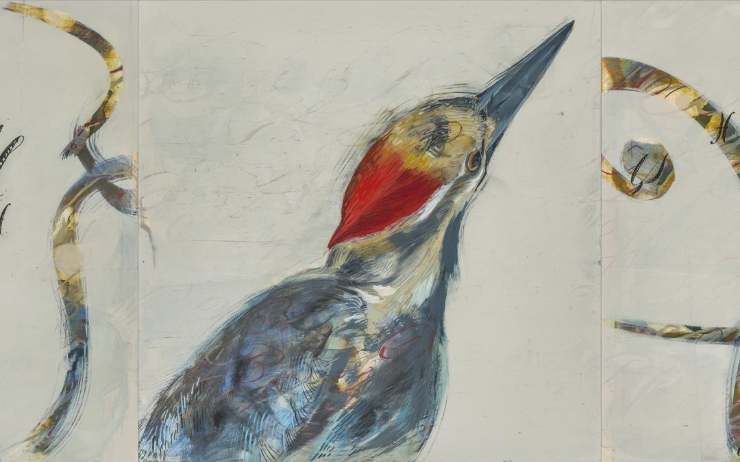 Specimens (with Pileated Woodpecker)